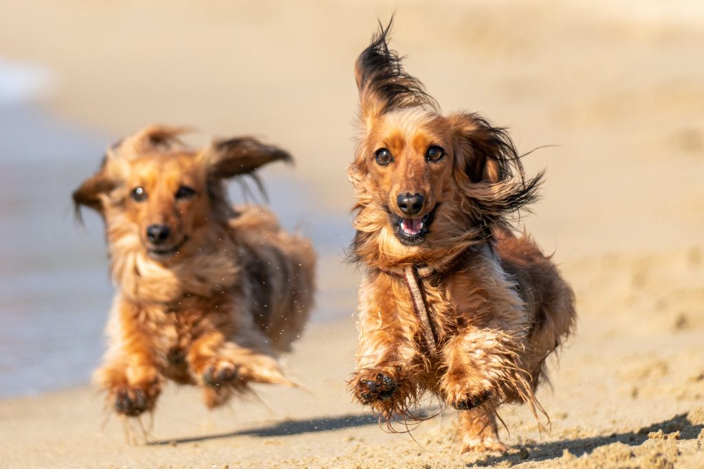 Two pretty dachshunds running along a beach