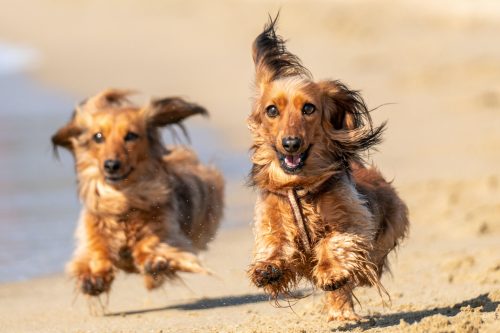 Two pretty dachshunds running along a beach