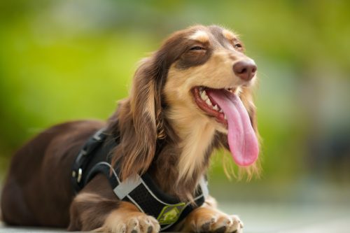 brown dachshund with long pink tongue
