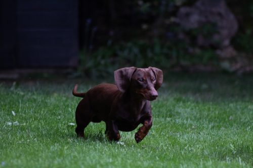 brown smooth dachshund running on grass
