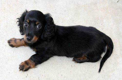 dachshund puppy on white floor