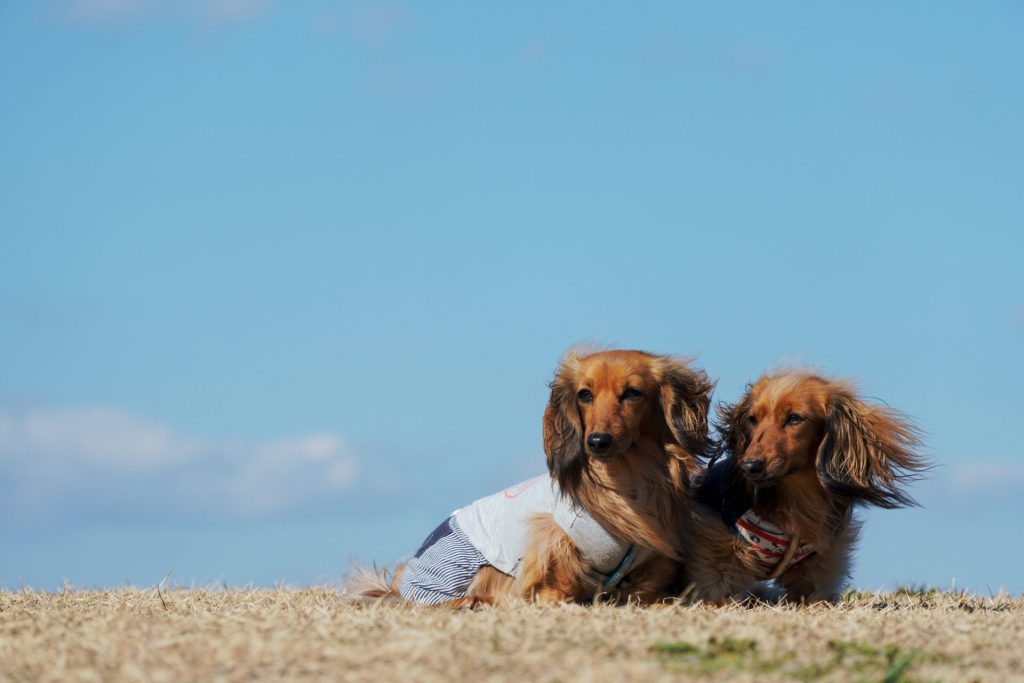 two brown dachshunds standing on grass