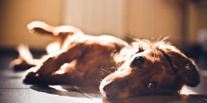 dachshund lying on wood floor