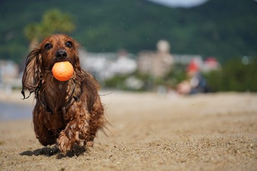 dachshund with orange