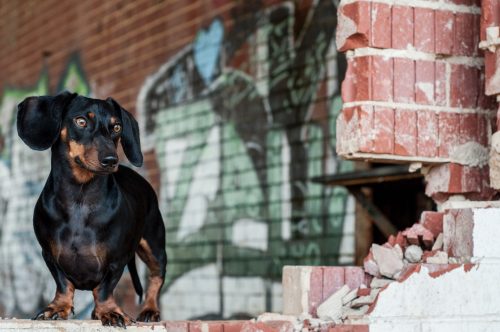 dachshund near brick wall