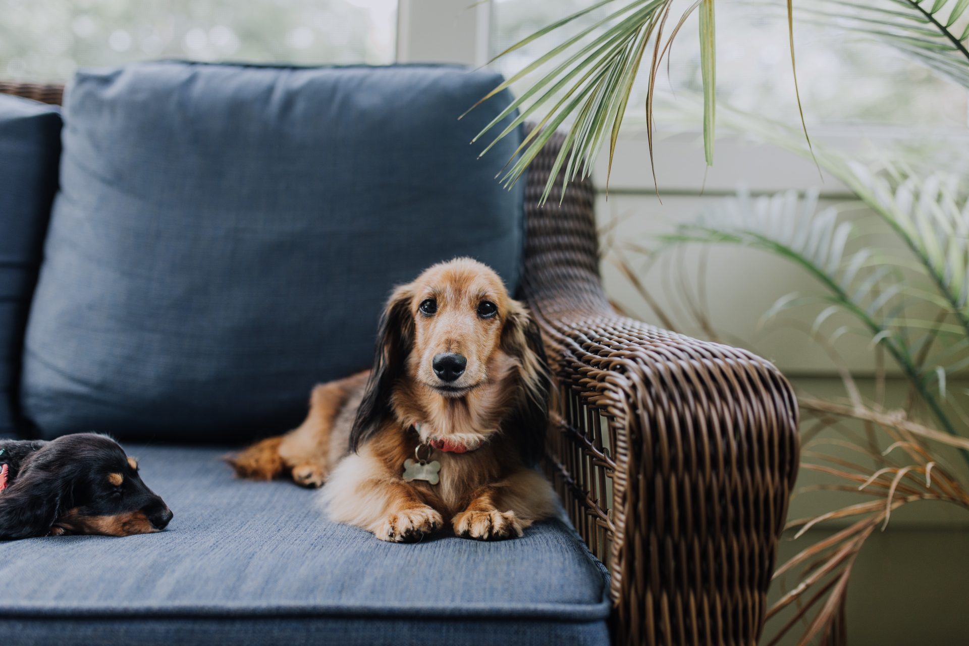 long hair dachshund on couch