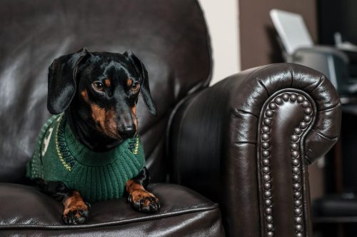 dachshund on leather chair