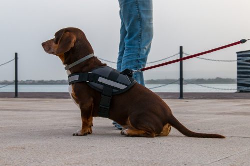 low-section-man-with-dog-against-sky